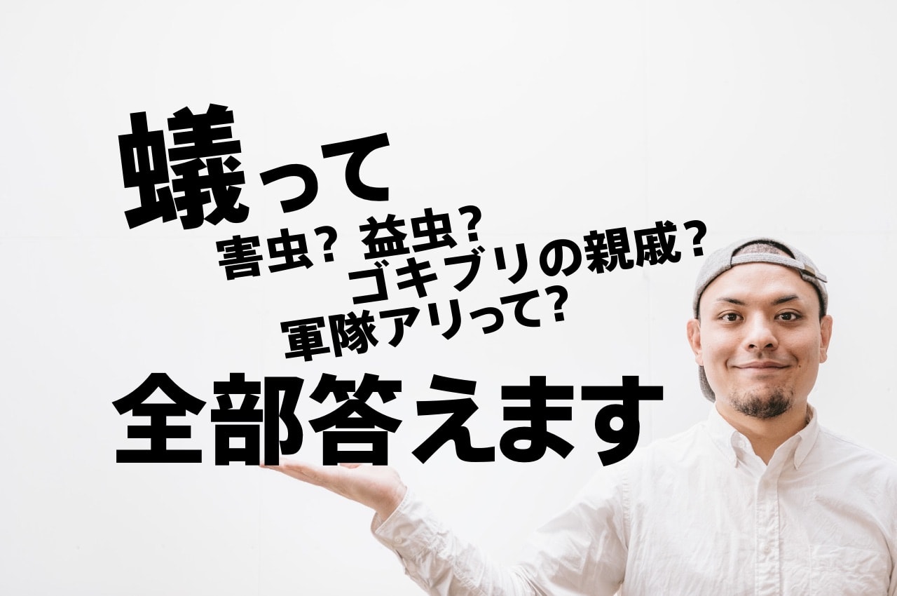 蟻って害虫なの 益虫なの ゴキブリの親戚って本当 軍隊蟻って強いの 全部答えます 蟻画像なし 虫無理ドットコム